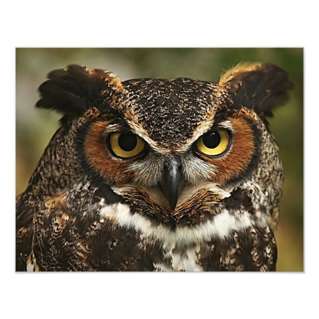 Großes Horned Owl-Foto Fotodruck (Vorne)