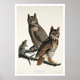 Großes Horned Owl von Audubon Poster