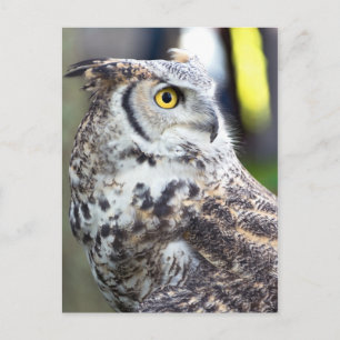 Großes Hornhautprofil Postkarte