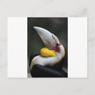 Großes Hornvogelportrait Postkarte