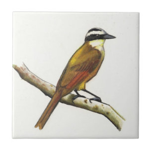 Großes Kiskadee im Farbbleistift: Vogel: Wild Fliese