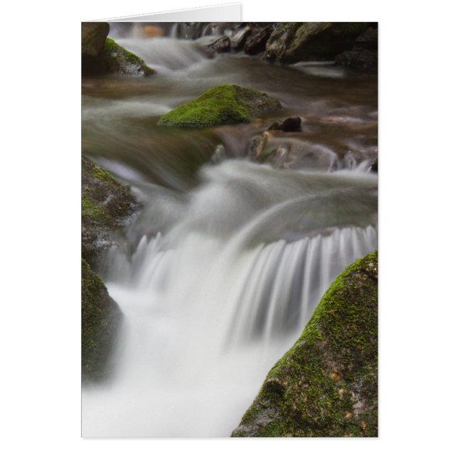 Großes Laurel Zweig (Vorne)