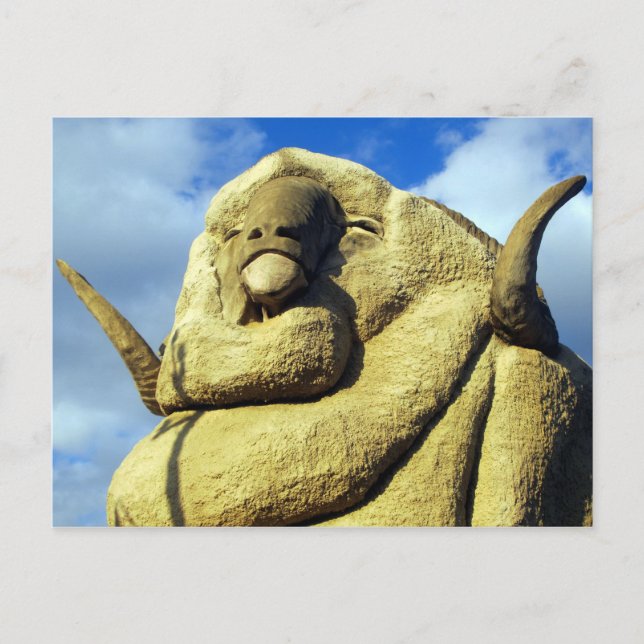 großes Merino-Gesicht Postkarte (Vorderseite)