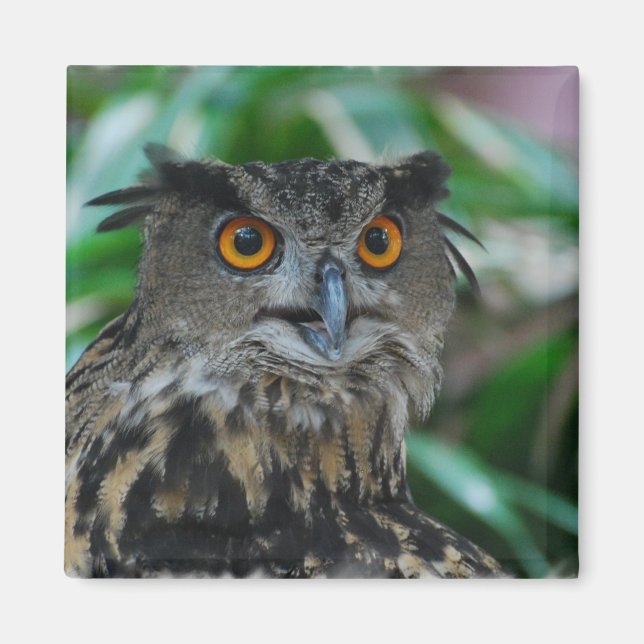 Großes Owl Magnet (Vorne)
