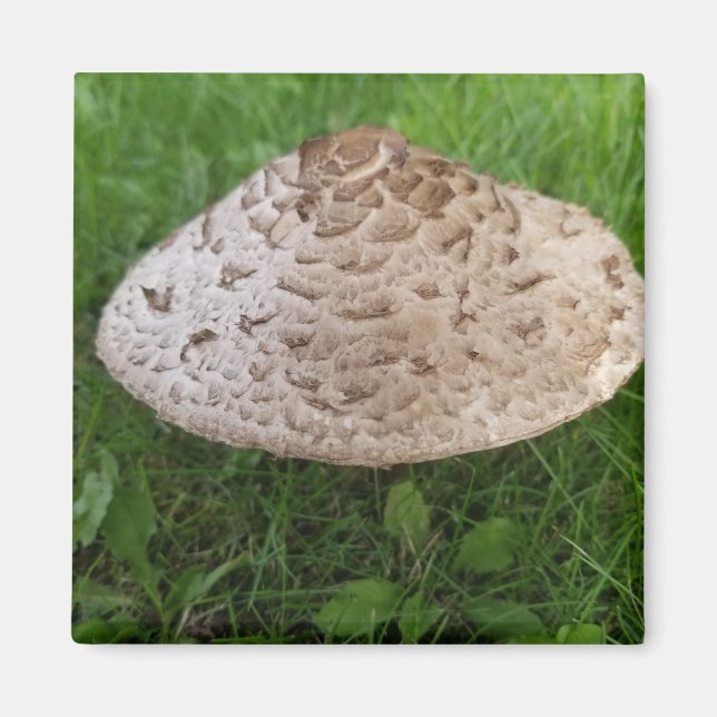 Grosses Pilz im Gras-Foto Magnet (Vorne)