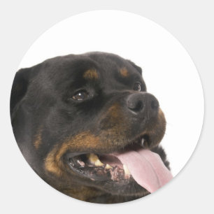 großes rottweiler runder aufkleber