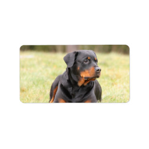 Großes schönes Rottweiler Adressaufkleber