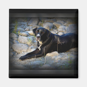 Großes schwarzes Pitbull Labrador-Kreuz Magnet