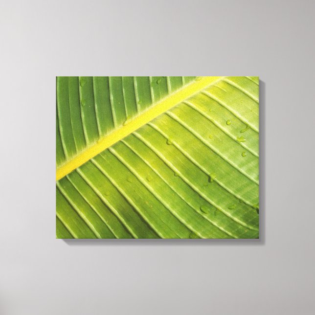 Grosses tropisches Leaf mit Wassertropfen von Raya Leinwanddruck (Vorderseite)