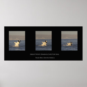 Großes Weiß nimmt Siegel Poster