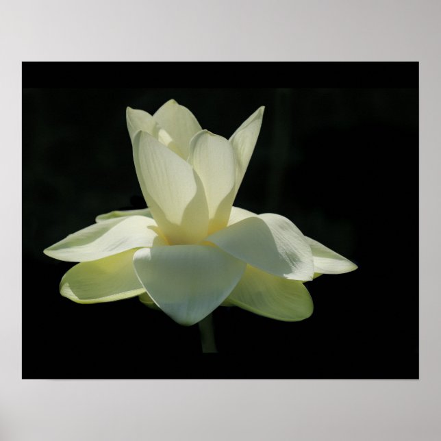 Großes Weißes Lotus-Blume-Poster Poster (Vorne)