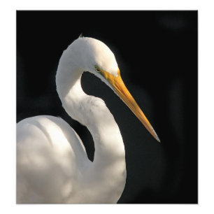 Großes weißes Reiher-Porträt Fotodruck