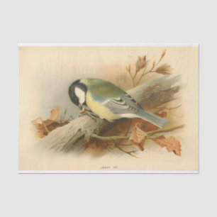 Großes Werk von Lord Lilford, Illustration Seidenpapier