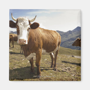 grossglockner hochalpenstrasse, hohe tauern, magnet