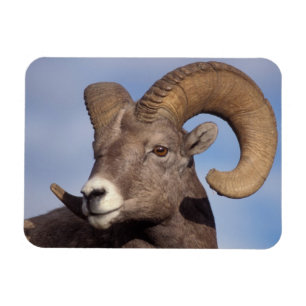 Großhornschaf, Bergschaf, Ovis canadensis, Magnet