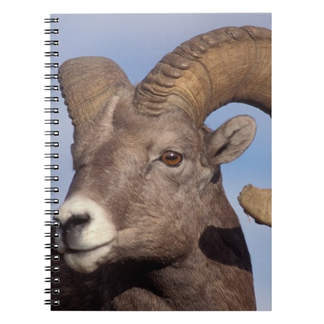 Großhornschaf, Bergschaf, Ovis canadensis, Notizblock (Vorderseite)
