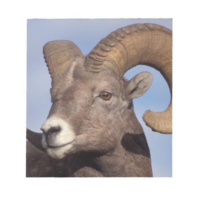 Großhornschaf, Bergschaf, Ovis canadensis, Notizblock (Vorderseite)