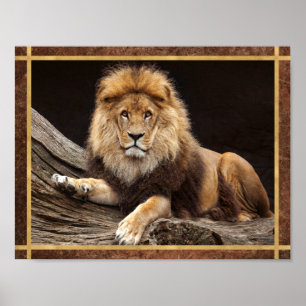 Großkatze Löwe Foto Poster