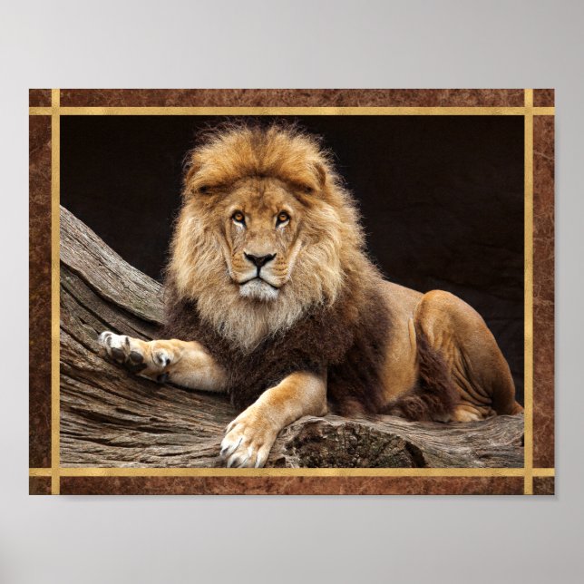 Großkatze Löwe Foto Poster (Vorne)