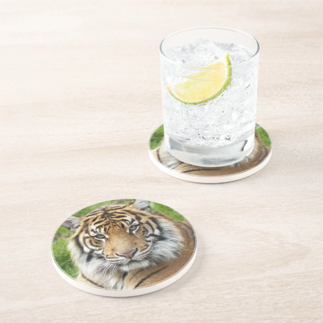 Großkatze Sumatra-Tiger-Foto Getränkeuntersetzer (Seite)