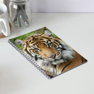 Großkatze Sumatra-Tiger-Foto Notizblock
