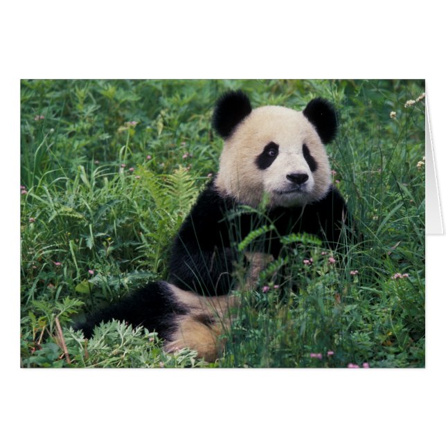 Großpanda im Gras, Wolong Valley, Sichuan (Vorderseite (Horizontal))