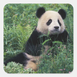 Großpanda im Gras, Wolong Valley, Sichuan Quadratischer Aufkleber
