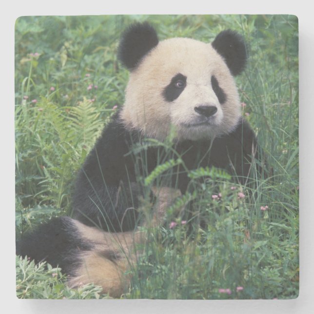 Großpanda im Gras, Wolong Valley, Sichuan Steinuntersetzer (Vorderseite)