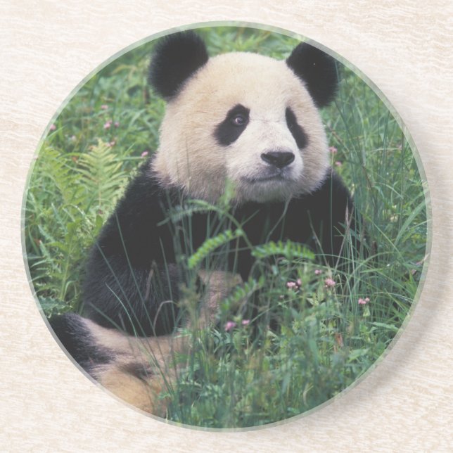Großpanda im Gras, Wolong Valley, Sichuan Untersetzer (Vorne)