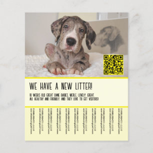 Großpuppy-Welpen zum Verkauf Flyer