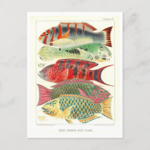 Großriff-Fisch Vintage-Postkarte Postkarte