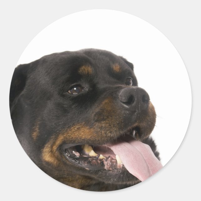 Großrottweiler Runder Aufkleber (Vorderseite)