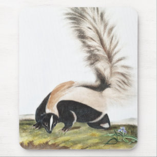 Großschwanz-Stinktier Mephitis macroura Illustrati Mousepad