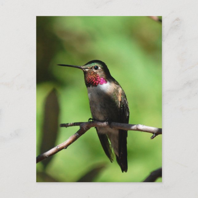 GroßschwanzHummingbird Postkarte (Vorderseite)