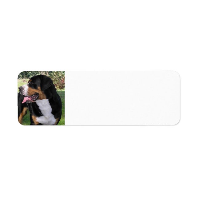 Großschweizer Berghund (Vorne)