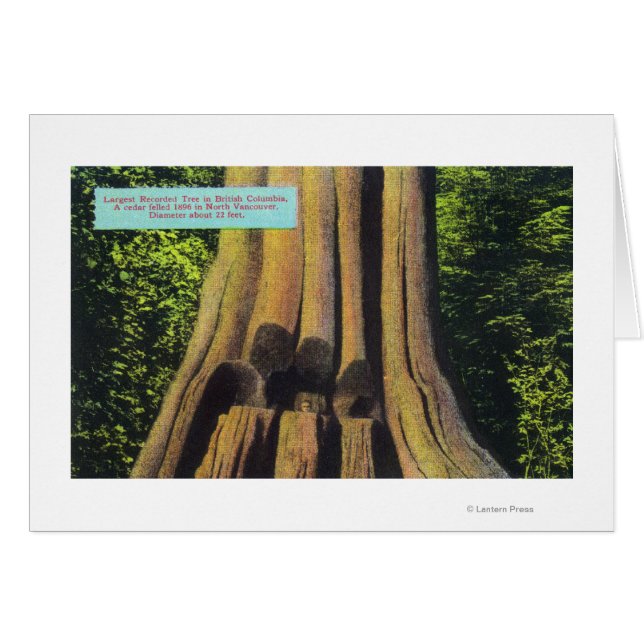 Größter aufgezeichneter Baum in BC 1896 Zedernbaum (Vorderseite (Horizontal))