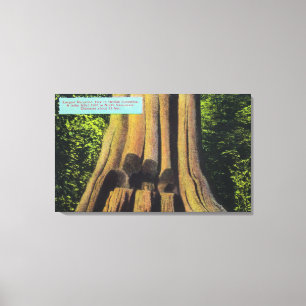 Größter aufgezeichneter Baum in BC 1896 Zedernbaum Leinwanddruck