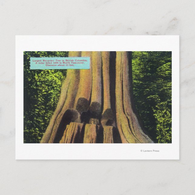 Größter aufgezeichneter Baum in BC 1896 Zedernbaum Postkarte (Vorderseite)