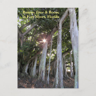 Größter Banyan Baum Fort Myers Florida Postcard Postkarte