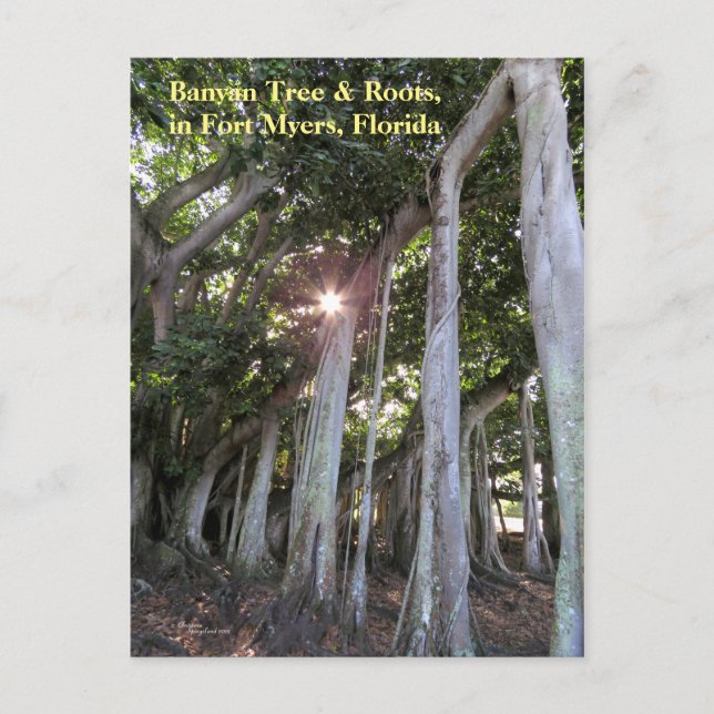 Größter Banyan Baum Fort Myers Florida Postcard Postkarte (Vorderseite)