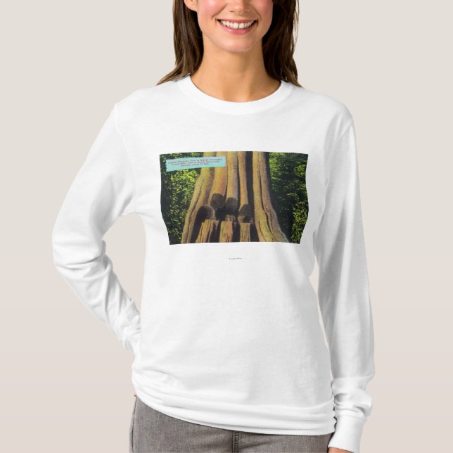 Größter notierter Baum in Zedern-Baum BC 1896 T-Shirt (Vorderseite)