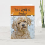 Großvaters Geburtstag Karte<br><div class="desc">Niedliche Ausdrucksform auf Poodles Gesicht für den humorvollen Opa-Geburtstag.</div>