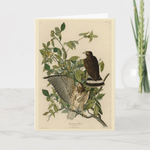 Großzügiger Hawk von Audubons Vögeln Amerikas Karte