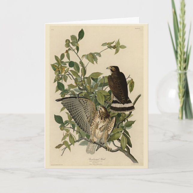 Großzügiger Hawk von Audubons Vögeln Amerikas Karte (Vorderseite)