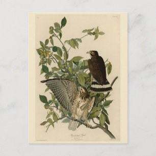 Großzügiger Hawk von Audubons Vögeln Amerikas Postkarte