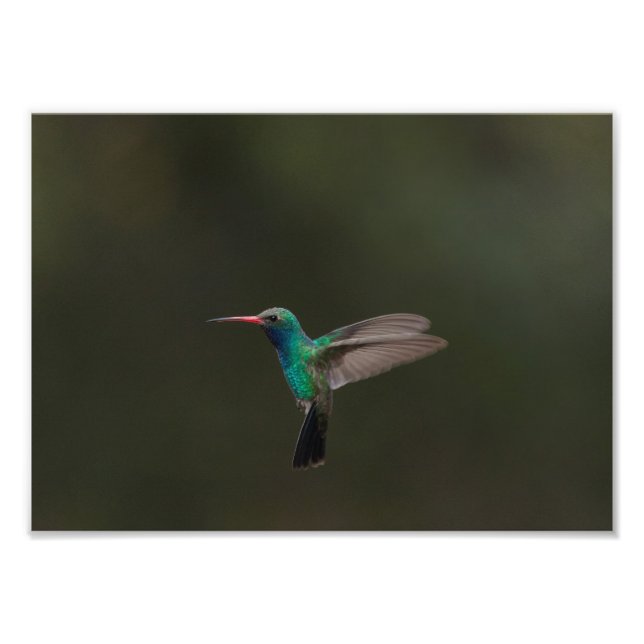 Großzügiger Kolibri Fotodruck (Vorne)