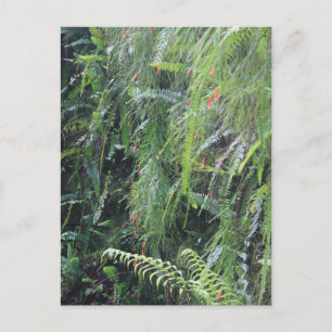 Grotto Fern Postkarte