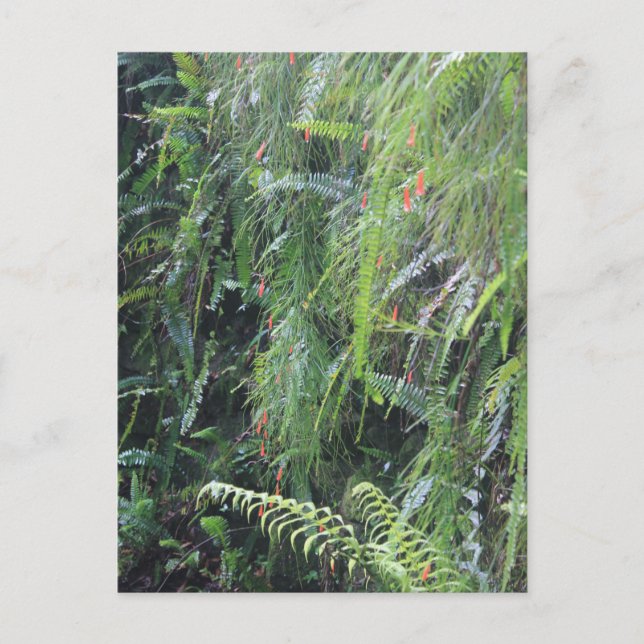 Grotto Fern Postkarte (Vorderseite)