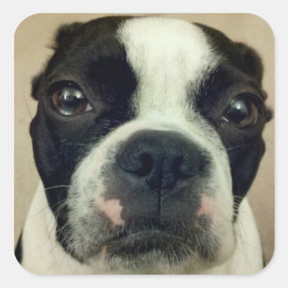 Grouchy Boston Terrier Quadratischer Aufkleber