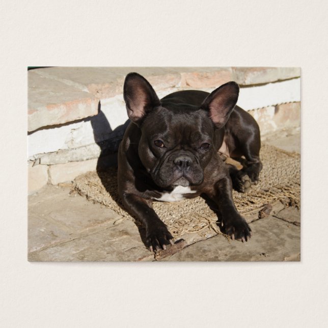Grouchy French Bulldog (Vorderseite)